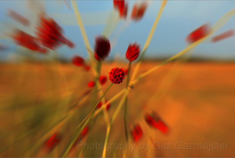 Gaz - Red Force.jpg - Red Force